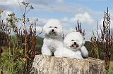 BICHON FRISE 014